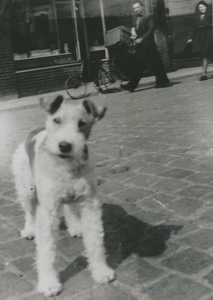 876460 Portret van de fox terrier van de familie de Winter, voor café Dikke Dries (Waterstraat 32) in Wijk C te ...